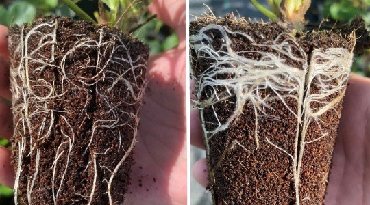 YaraVita Actisil stimuliše rast vlaknastog korena