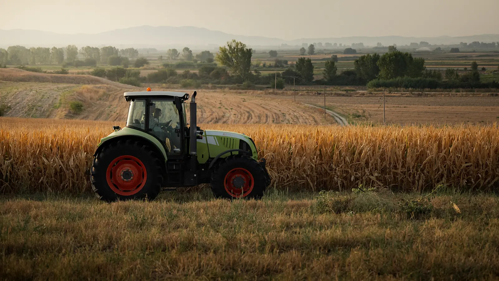 Sezona je strnih žitarica: