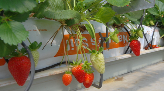 Kako produžiti rok trajanja jagoda