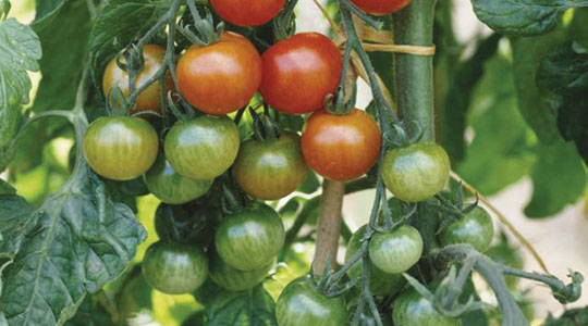 Kako povećati prinos paradajza