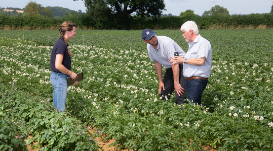 Dobija li vaš krompir dovoljno kalcijuma?