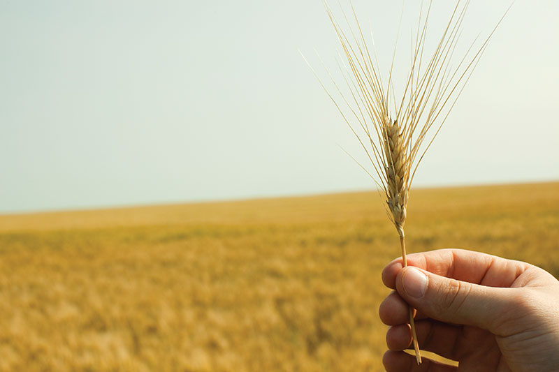 Kako povećati specifičnu težinu zrna pšenice