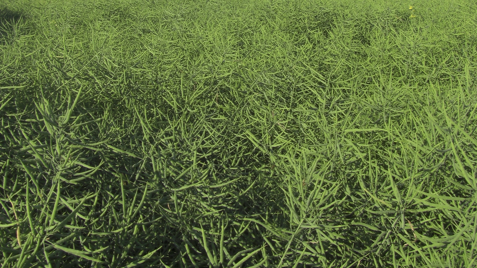 Programi prihrane uljane repice hranivima