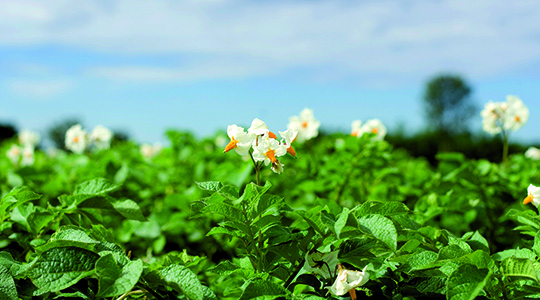 Kako povećati broj krtola krompira