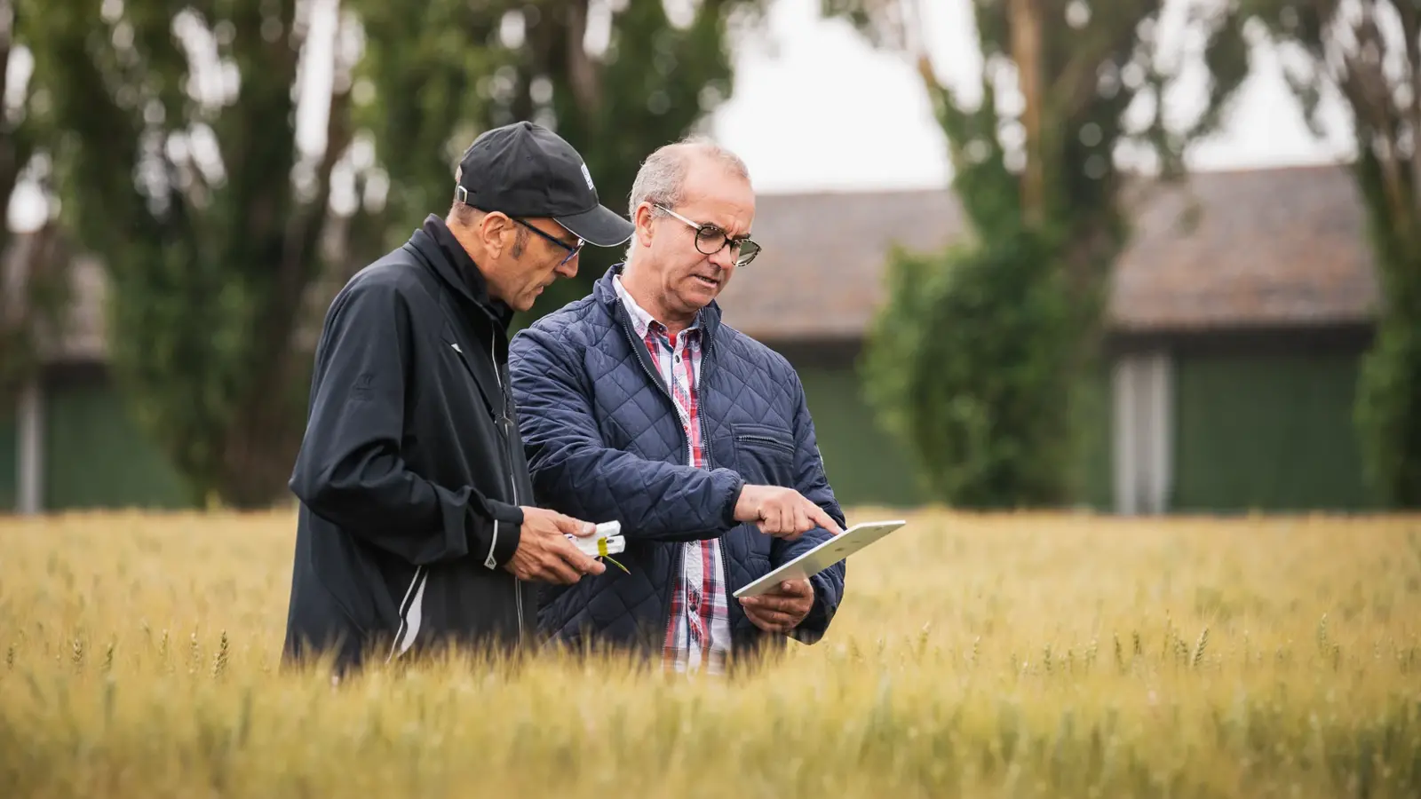 Sezona je strnih žitarica: